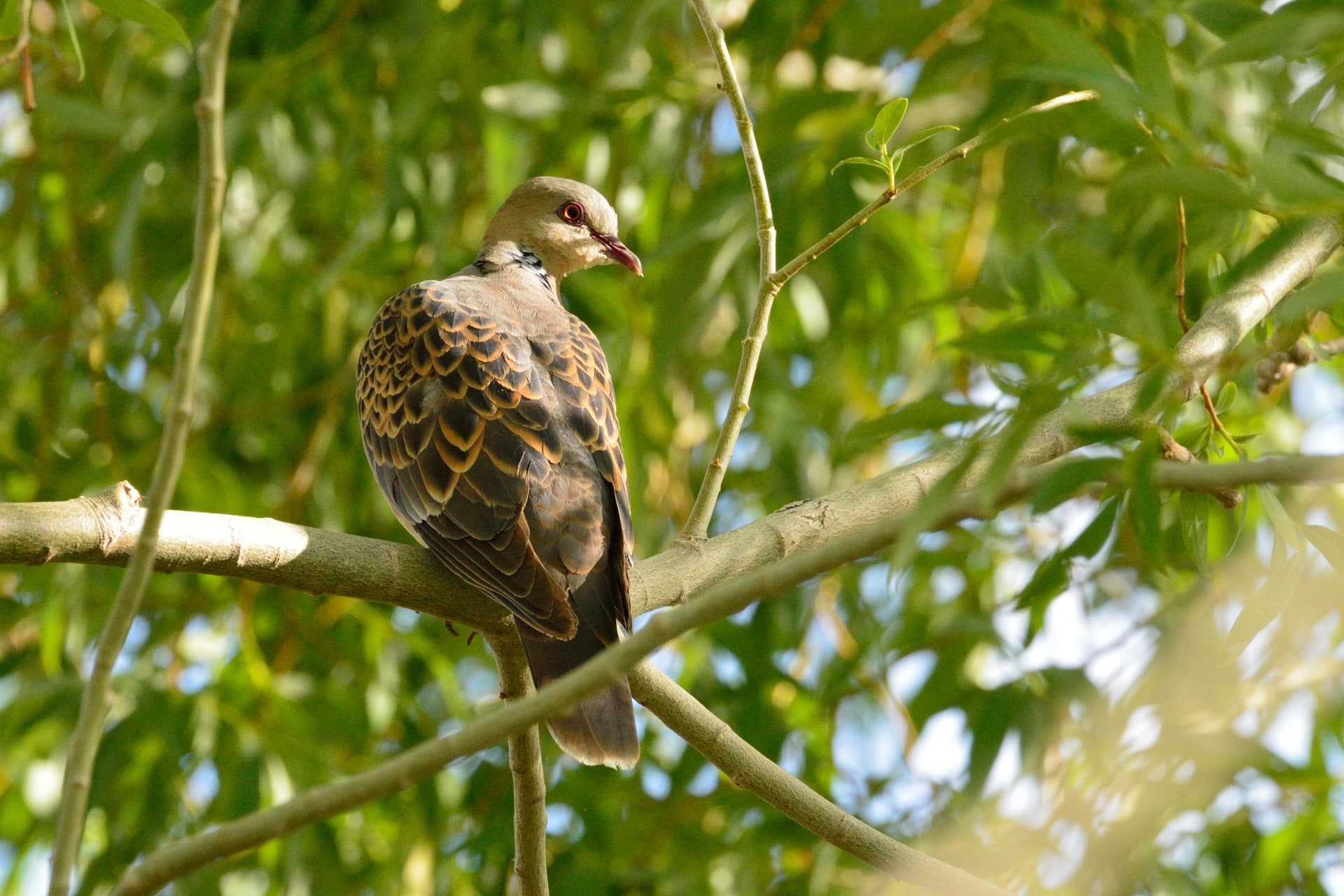 Oriental Turtle Dove
